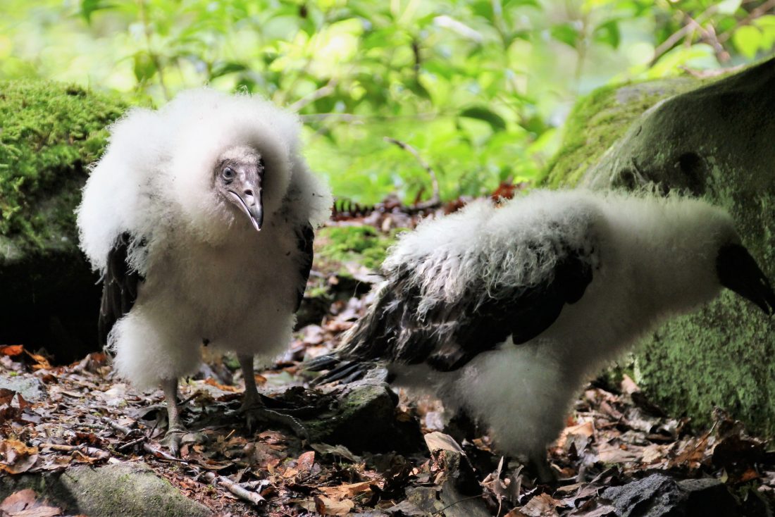 The Importance Of Vultures News, Sports, Jobs Post Journal